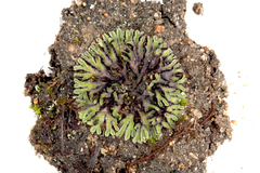 Riccia collata