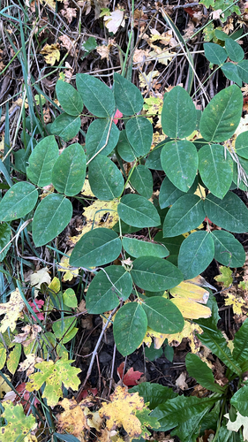 spreading dogbane