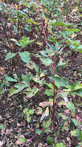red osier dogwood