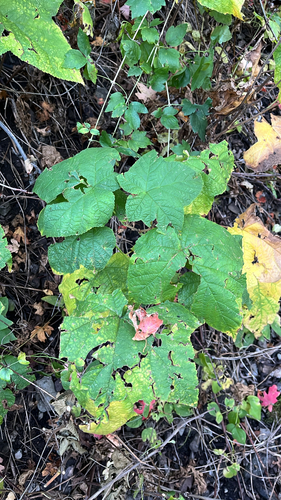 thimbleberry