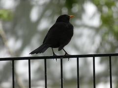 Turdus merula