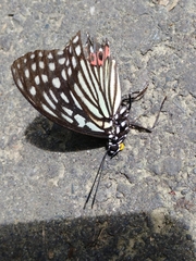 Hestina assimilis formosana