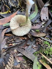 Entoloma rodwayi