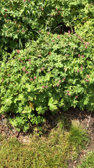 Geranium macrorrhizum
