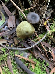 Entoloma rodwayi