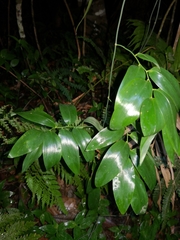 Geitonoplesium cymosum