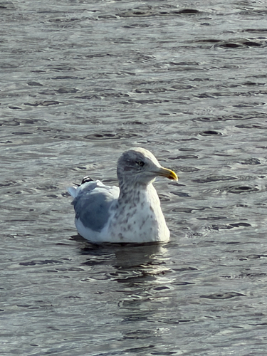 American Herring Gull