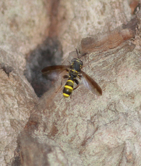 Sphiximorpha subsessilis