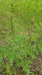 Thalictrum minus