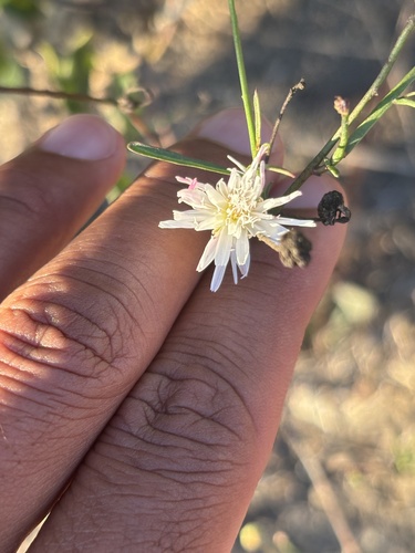 Malacothrix saxatilis observed 2026-10-06