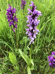 Dactylorhiza maculata