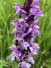Dactylorhiza maculata