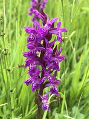 Dactylorhiza maculata