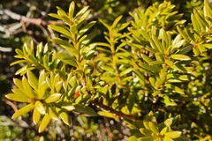 Podocarpus laetus × Podocarpus nivalis