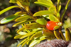 Podocarpus laetus × Podocarpus nivalis