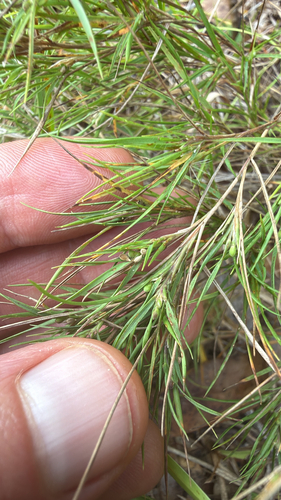 Dichanthelium aciculare, 2026-10-06
