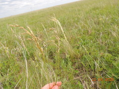 Helictotrichon desertorum