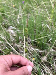 Carex hostiana