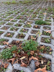 Oxalis pes-caprae