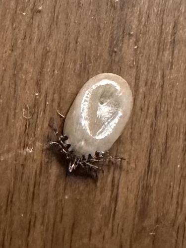 Eastern Black-legged Tick
