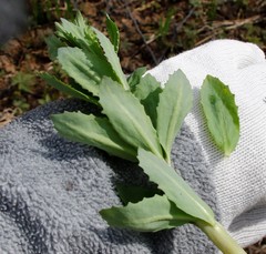 Hylotelephium verticillatum