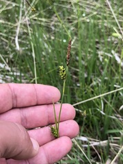 Carex hostiana