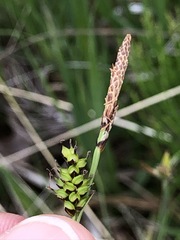 Carex hostiana