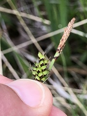 Carex hostiana