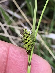 Carex hostiana