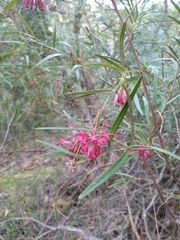 Grevillea diffusa