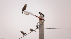 Milvus migrans
