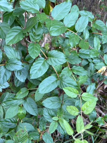 Japanese honeysuckle