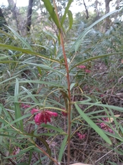 Grevillea diffusa