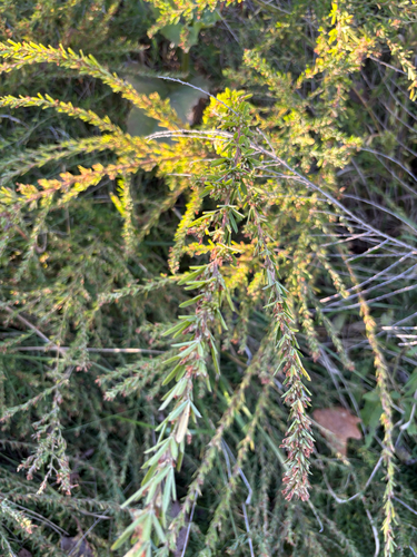 Chinese bushclover