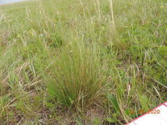 Helictotrichon desertorum