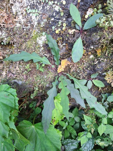 Ixeridium laevigatum observed 2026-10-03
