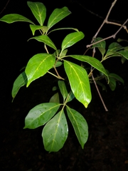 Cissus sterculiifolia