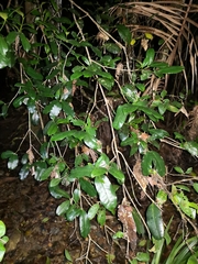 Baloghia inophylla