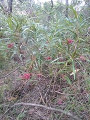 Grevillea diffusa