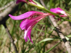Gladiolus dubius