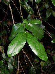 Baloghia inophylla