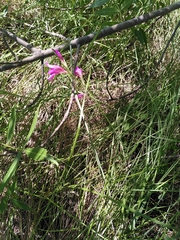 Gladiolus dubius