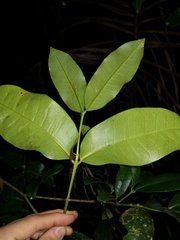 Baloghia inophylla