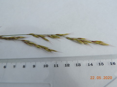 Helictotrichon desertorum