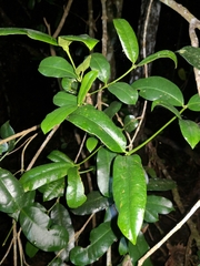 Baloghia inophylla