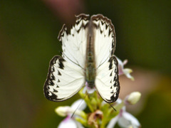 Cymothoe caenis