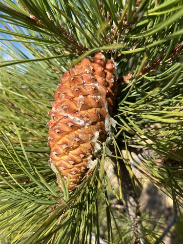 Pinus attenuata, 2026-10-04