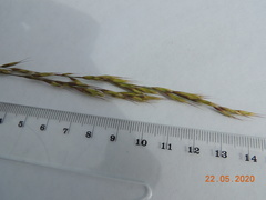 Helictotrichon desertorum