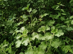 Marrubium