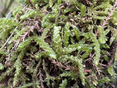 Weymouthia cochlearifolia observed 2026-10-06